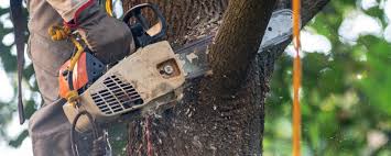 Reliable Beattystown, NJ Tree Care Services Solutions