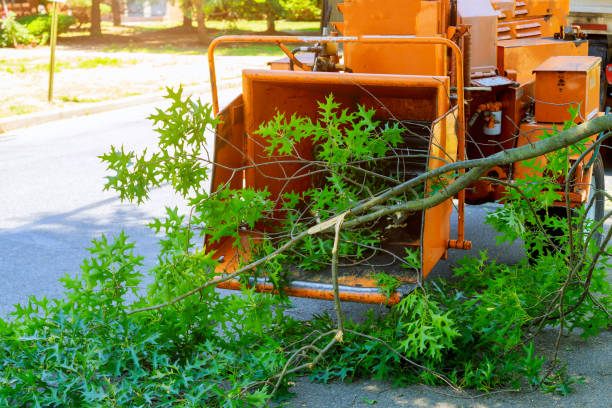 Best Tree Disease Treatment  in Beattystown, NJ