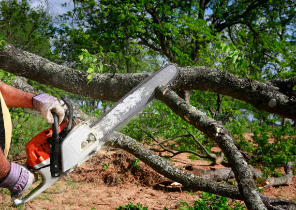 How Our Tree Care Process Works  in  Beattystown, NJ